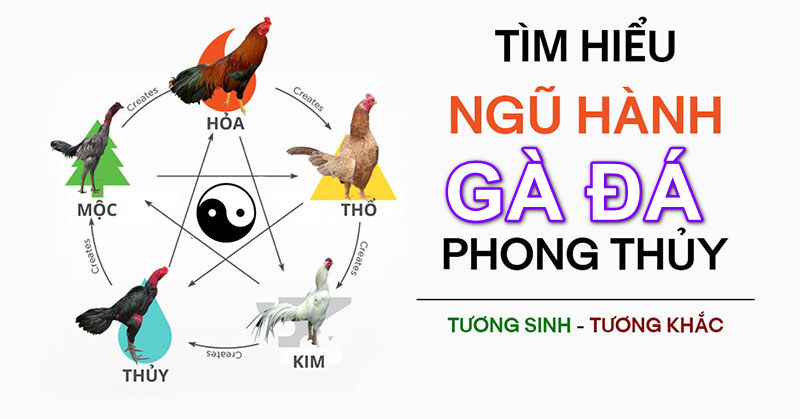 Màu mạng gà đá cựa sắt là gì?