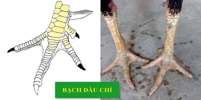 Gà bạch đầu chỉ là gì?