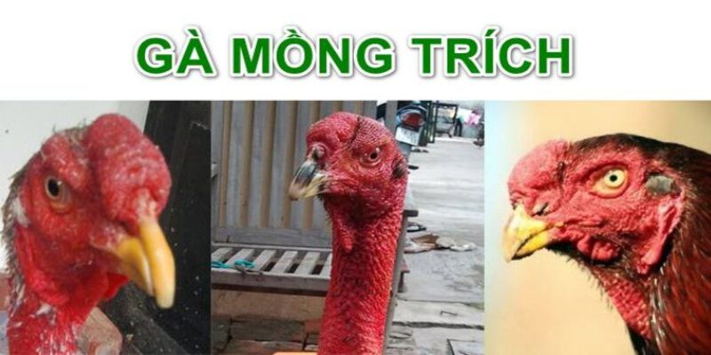 Đặc điểm nổi trội của gà mào trích